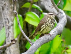 Northern Waterthrush